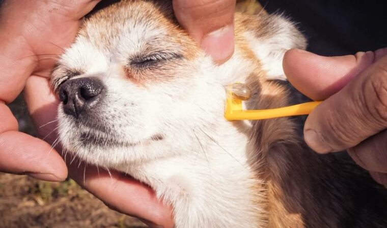 Chihuahua dog removing a tick in the face