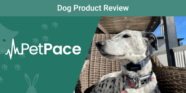 PK_SAPR_PetPace Collar Review