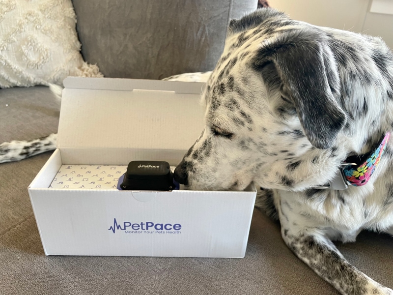 PetPace Smart Collar - ragz sniffing the product