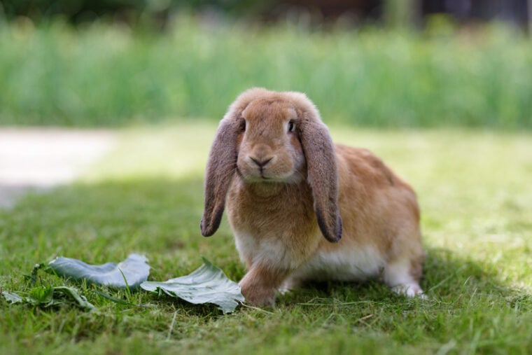 french lop rabbit in the grass