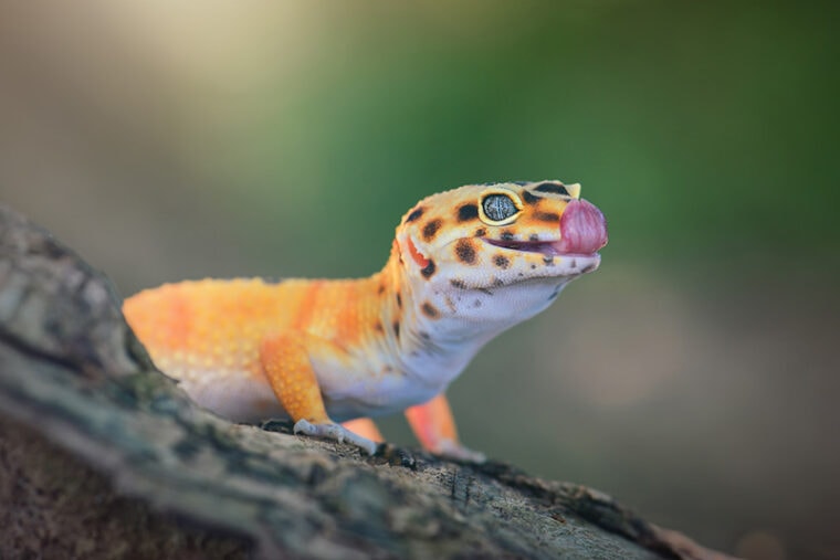leopard gecko with tongue out