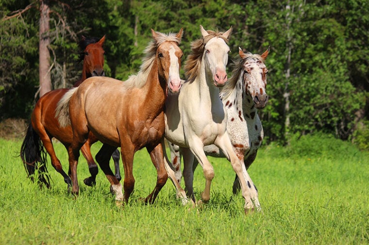 young horses of different colors in the meadow