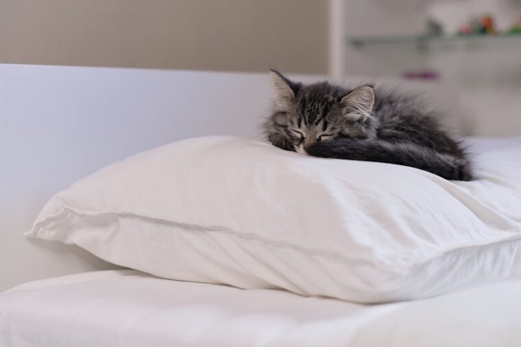 Cute kitten sleeping on a pillow