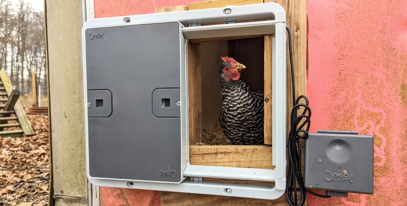 Omlet Automatic Chicken Coop Door - chicken in the coop