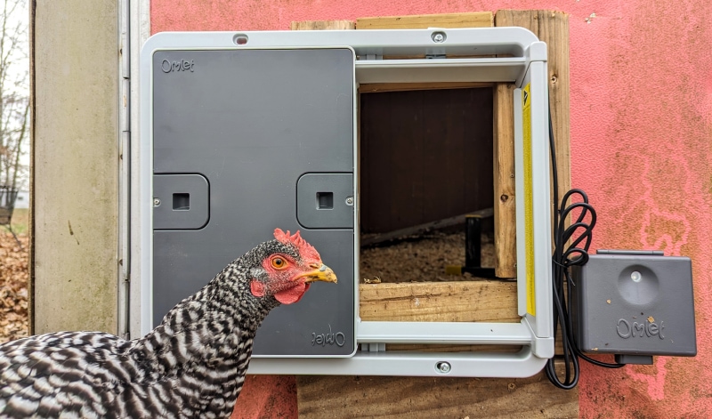 Omlet Automatic Chicken Coop Door - chicken outside the coop