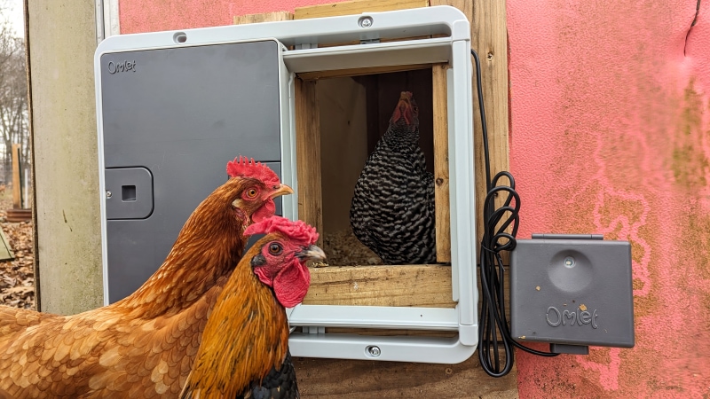 Omlet Automatic Chicken Coop Door - chickens and the product