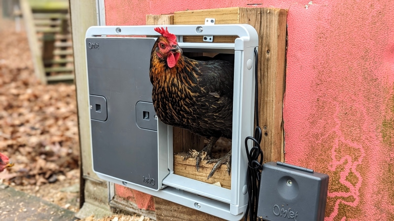 Omlet Automatic Chicken Coop Door - rooster peeking out the coop