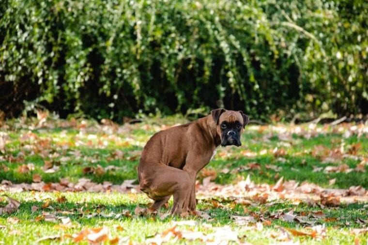 boxer dog pooping in the park