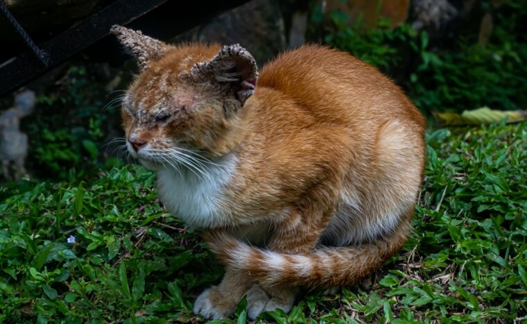 cat with skin disease in the grass