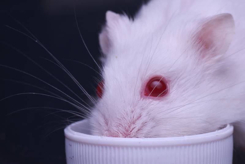 close up white dwarf hamster with red eyes eating in a bowl