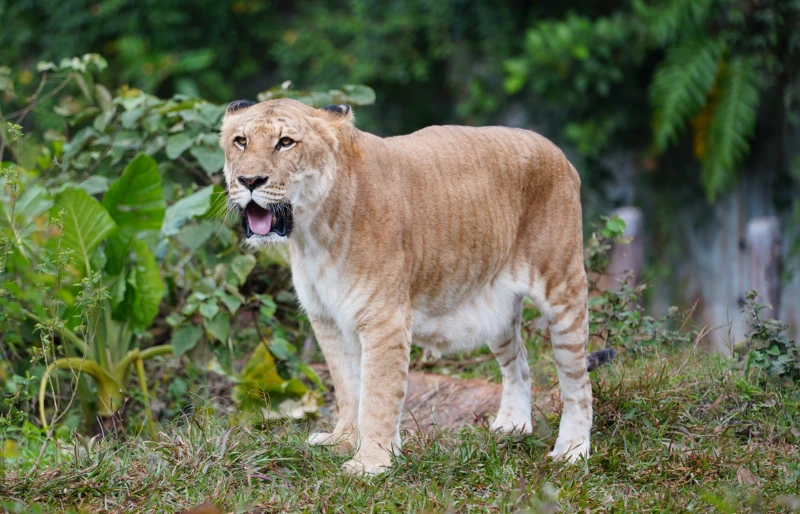 liger, a hybrid offspring of a male lion and a female tiger