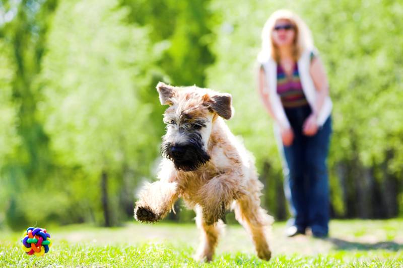 running Irish soft coated wheaten terrier dog on green grass and ball