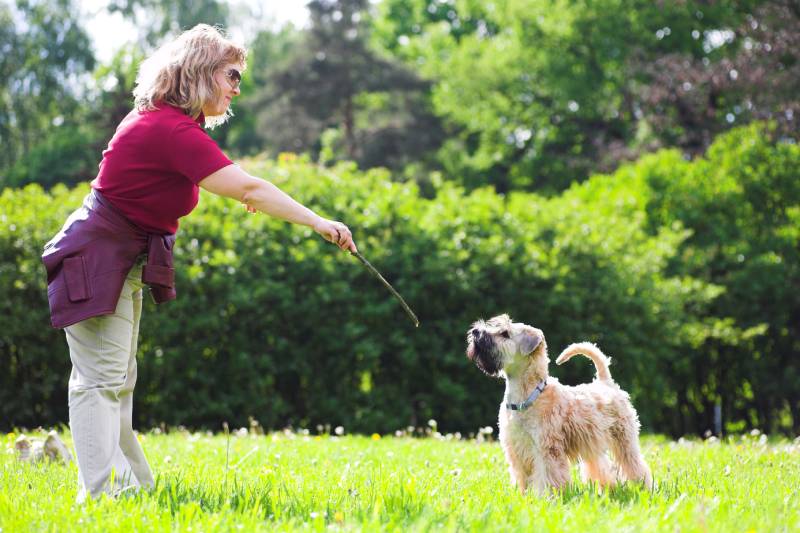woman and her Irish soft coated wheaten terrier dog on green grass