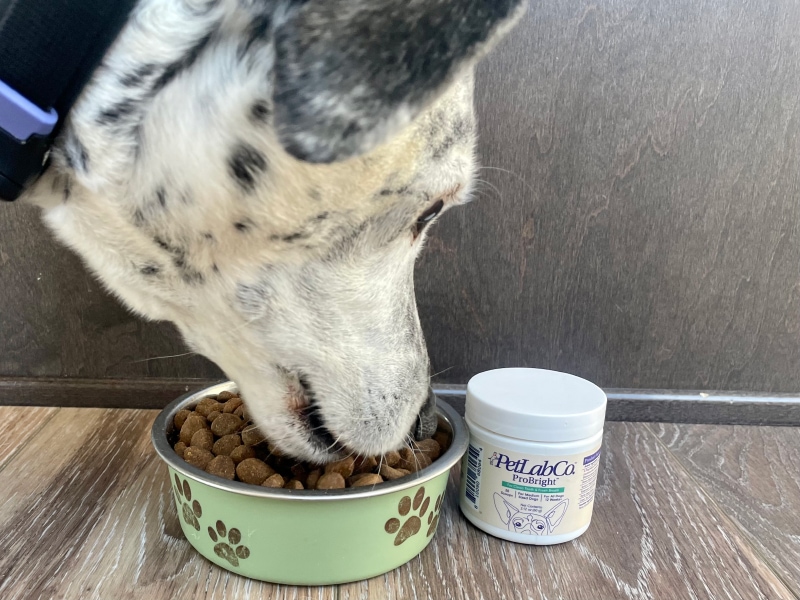 PetLab Co. ProBright - ragz eating dog food with probright powder