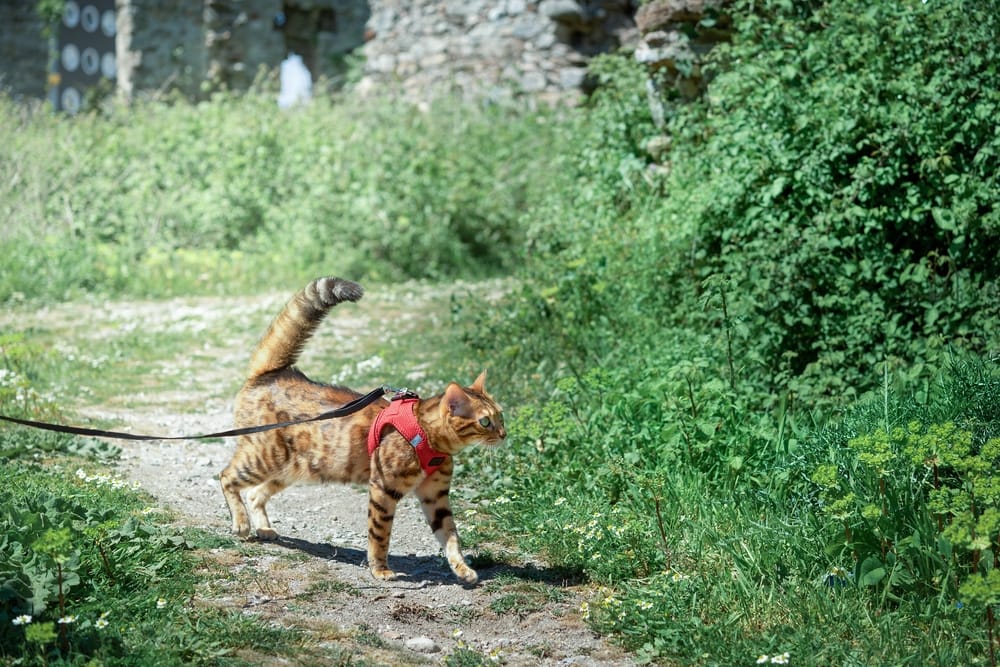 Cat with red harness walking in the garden 