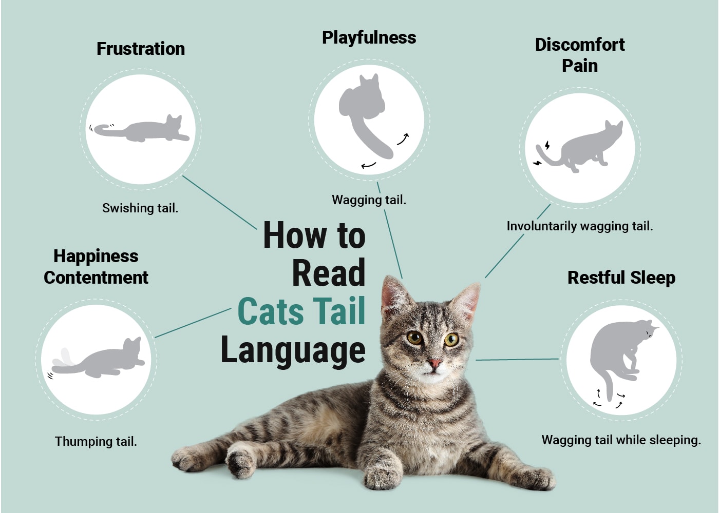 How to Read Cats Tail Language