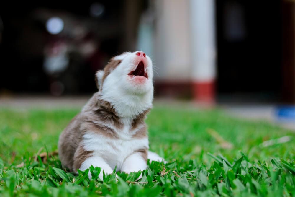 Husky puppy sneezing on the grass