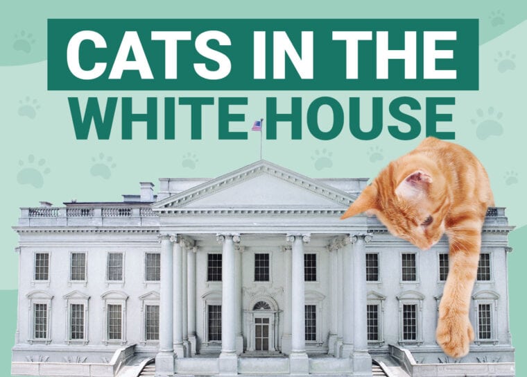 Cats in the whitehouse