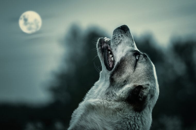 Shepherd dog looking to the moon, like a wolf and howl