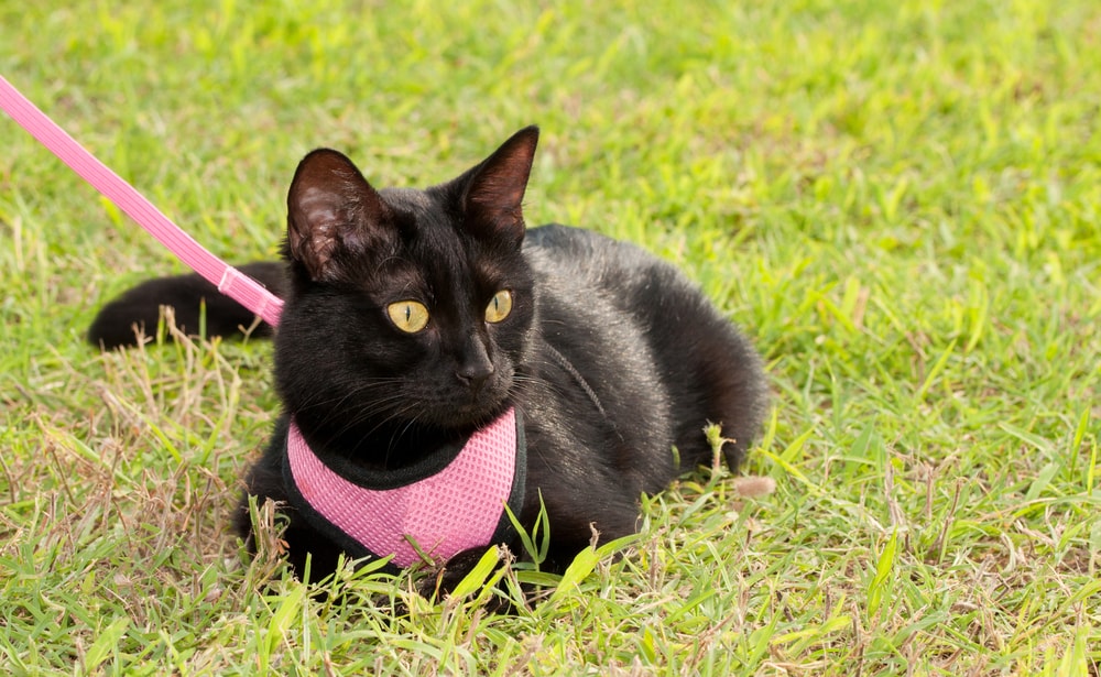 Small black cat wearing pink harness in green grass