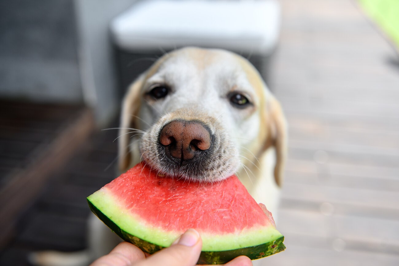 Labrador retriever eats watermelon