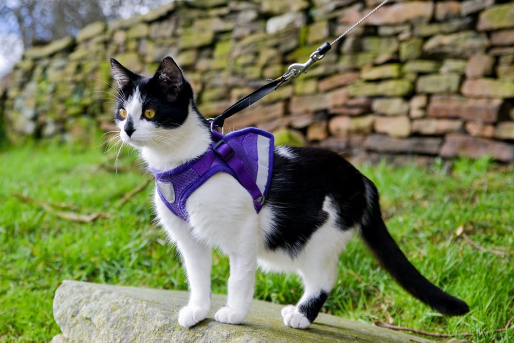 Adorable black and white cat in a harness standing looking into the distance