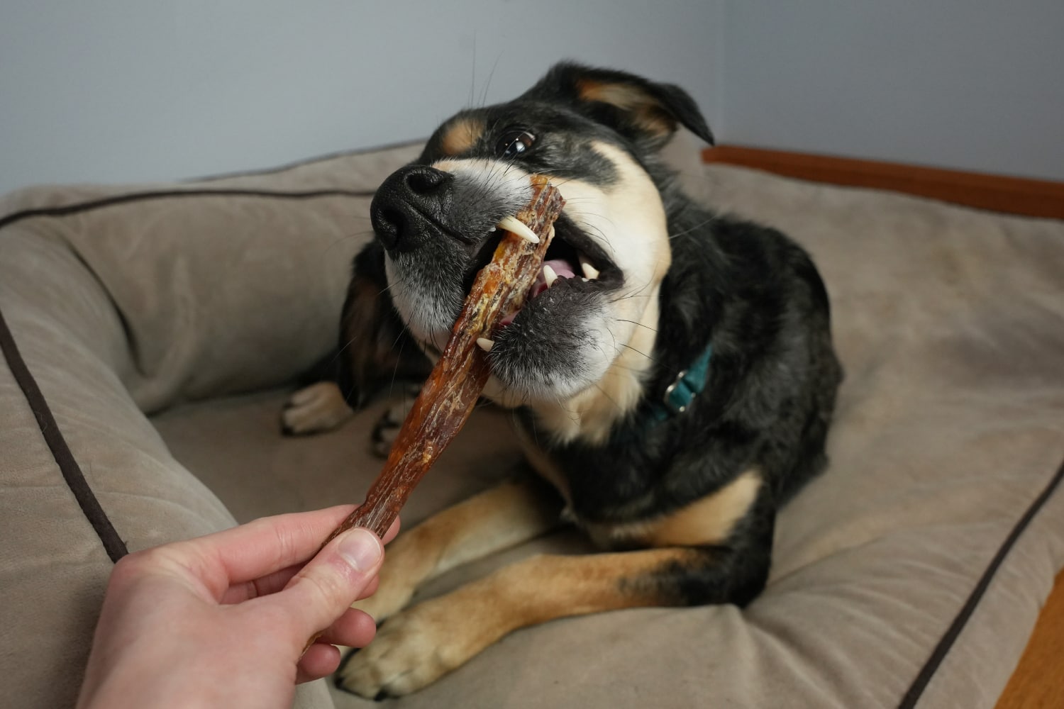 Farm Hounds Dog Treats - elo eating the beef backstrap tendons