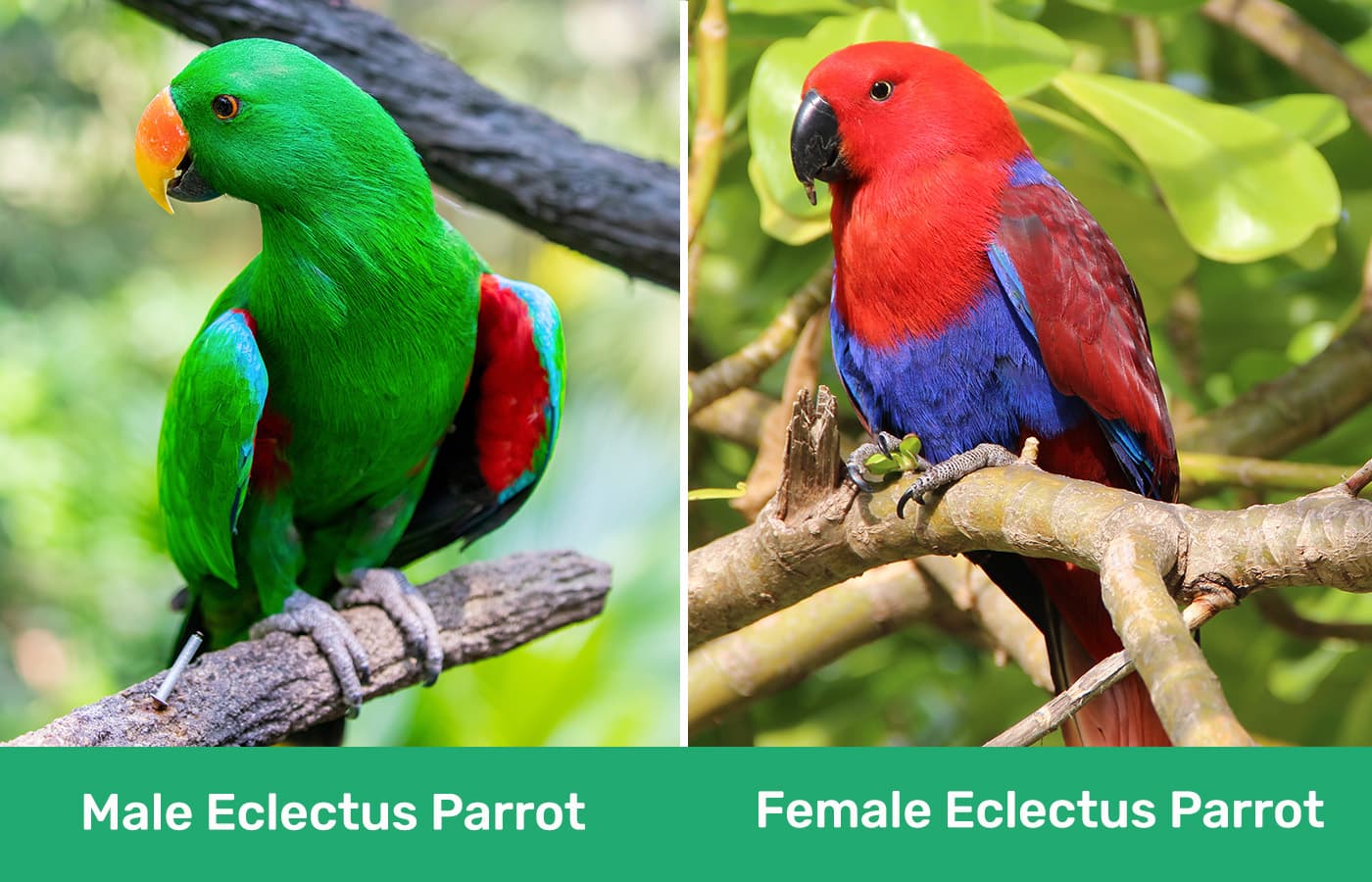 Male vs Female Eclectus Parrot side by side