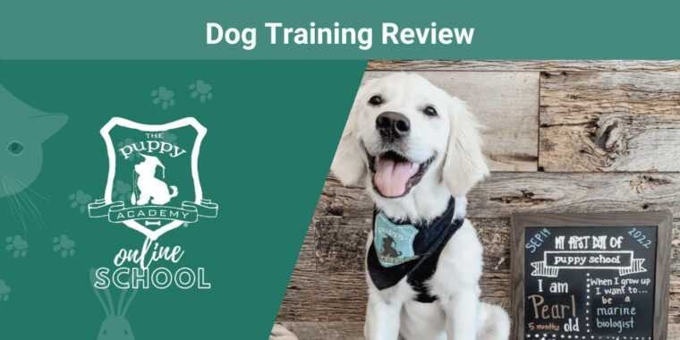 The Puppy Academy Dog Training