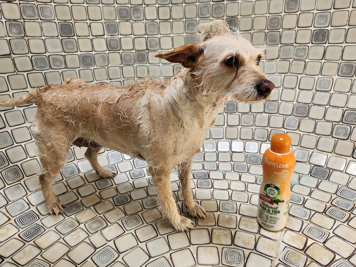 PetCareRx - dog getting bathed with tropiclean shampoo