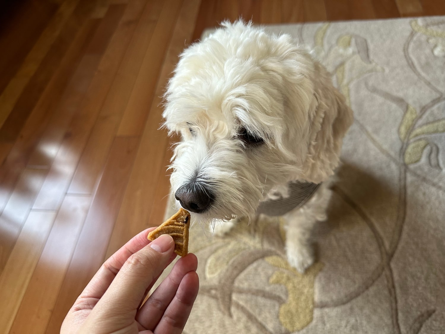 PetFriendly - nora eating the treat