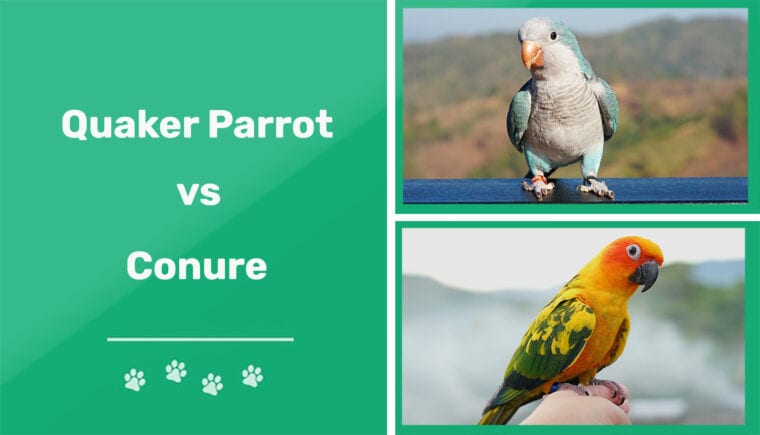 Quaker Parrot vs Conure