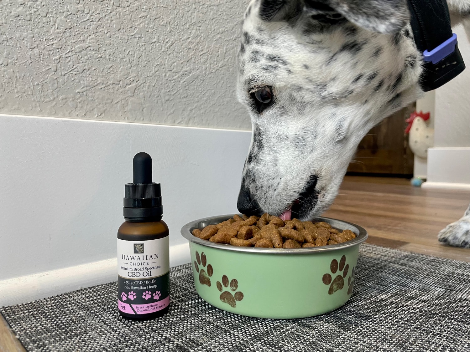 Rare Cannabinoid Dog CBD Oil - ragz eating kibble with cbd oil