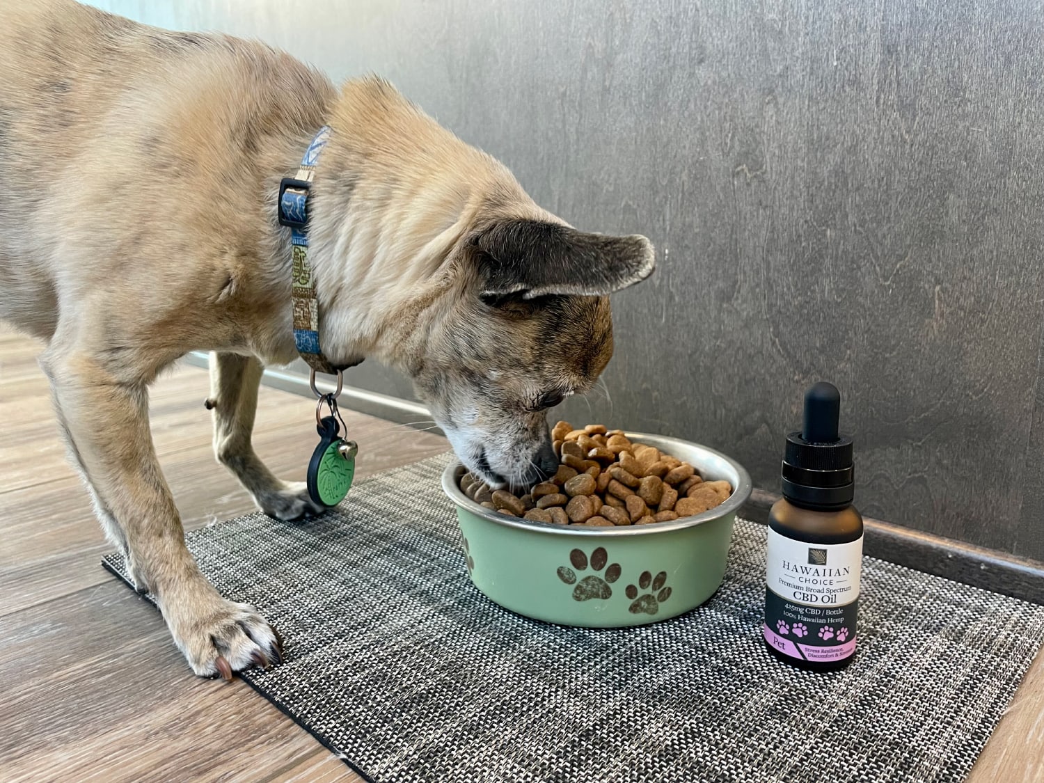 Rare Cannabinoid Dog CBD Oil.jpg - papyrus eating kibble with cbd oil