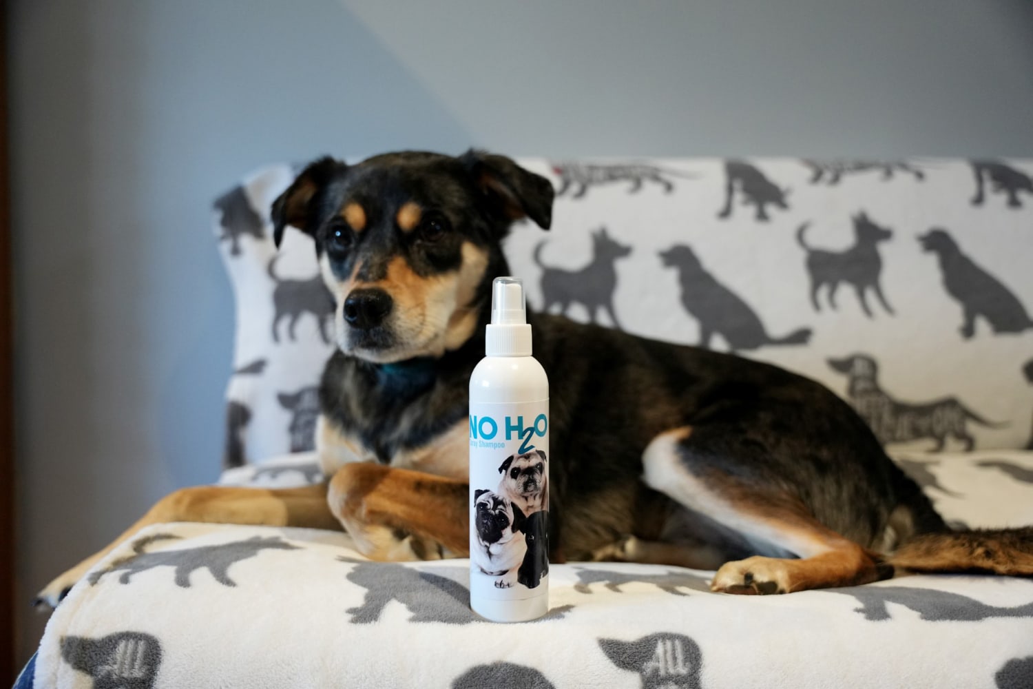 The Blissful Dog No H2O Spray Pet Shampoo - elo and the product