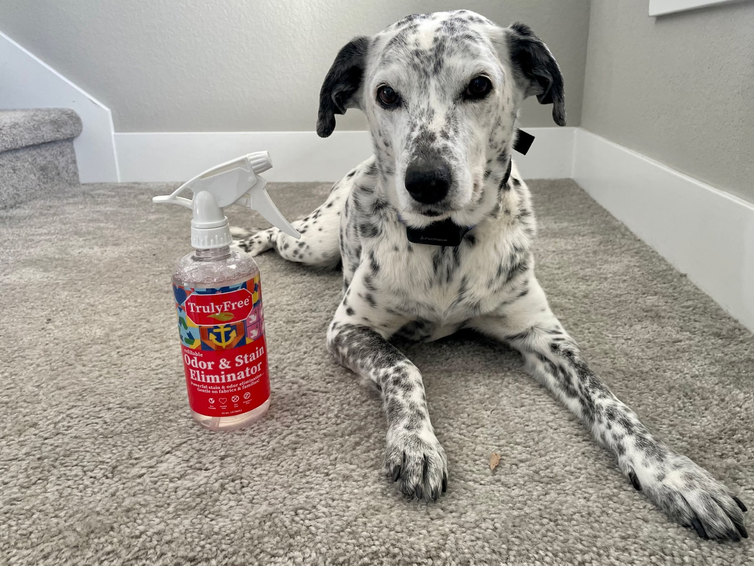 Truly Free Home Pet Cleaning Kit - Odor and Stain Eliminator