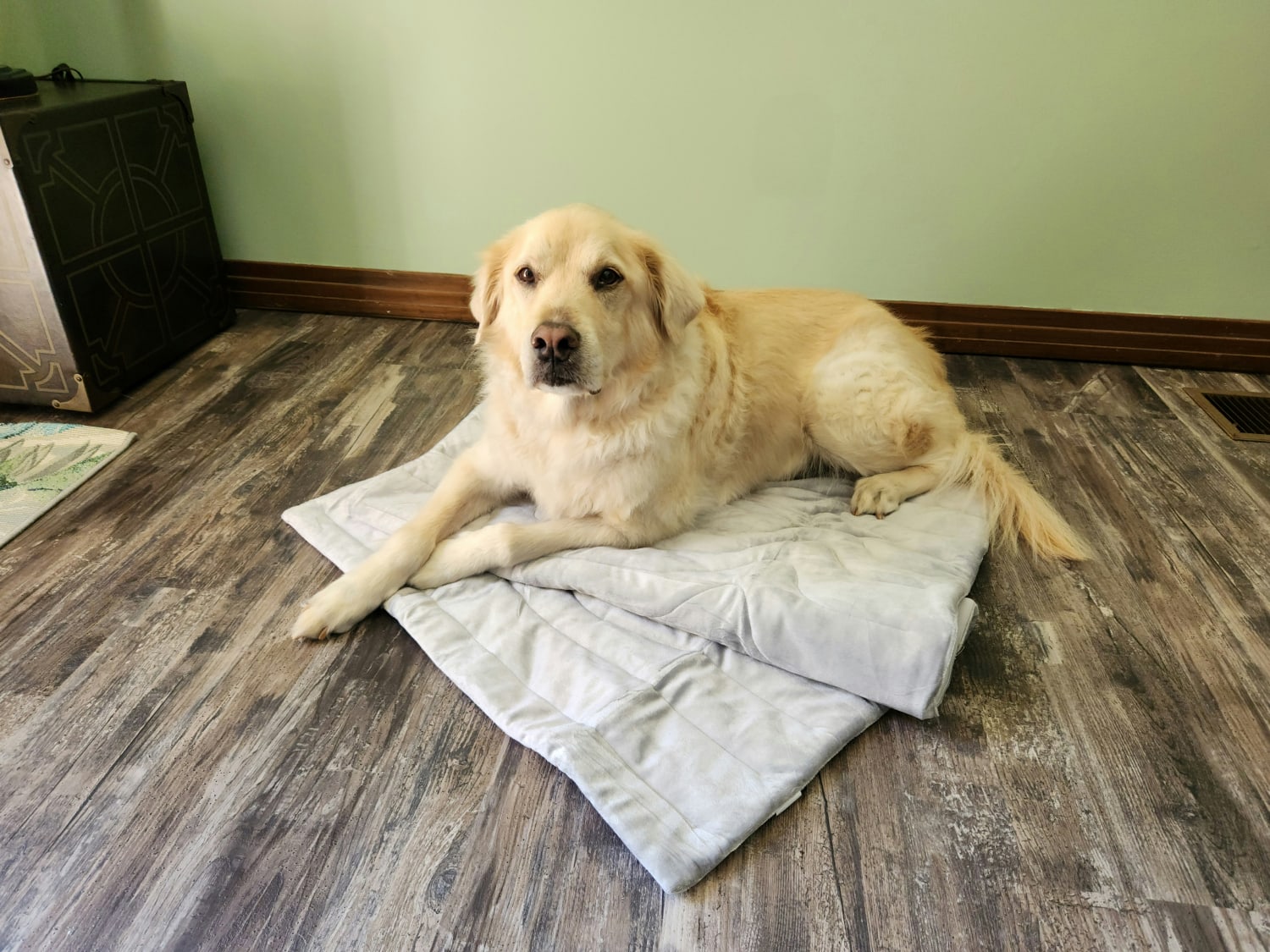Zonli Pet Cooling Mat - dog lying on the mat indoor