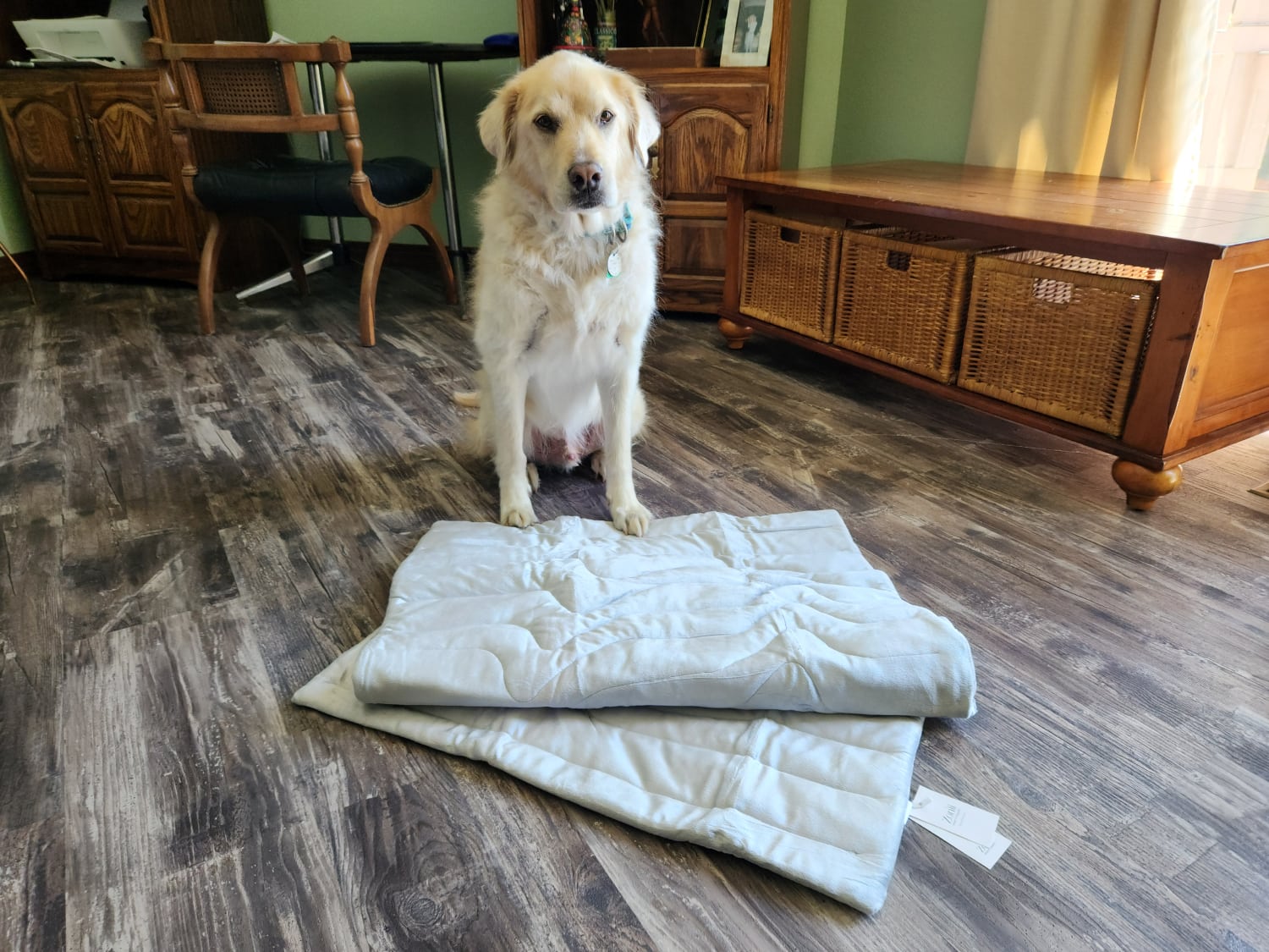 Zonli Pet Cooling Mat - dog sitting next to the product