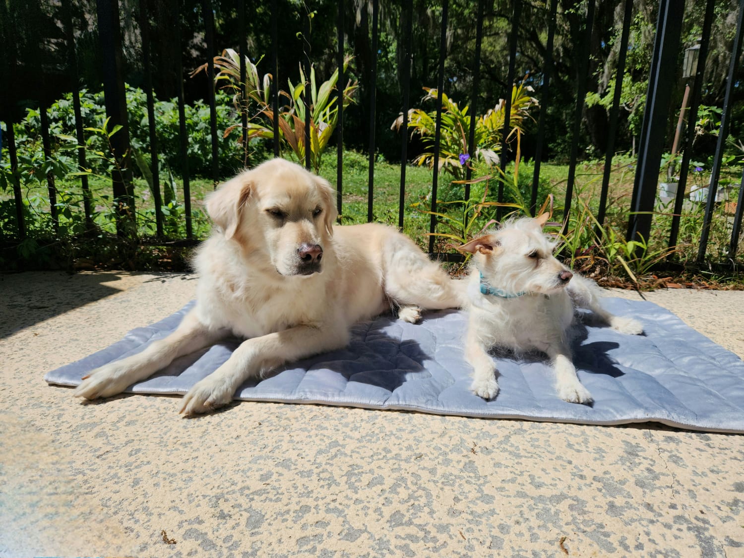 Zonli Pet Cooling Mat - dogs lying on the mat outdoor