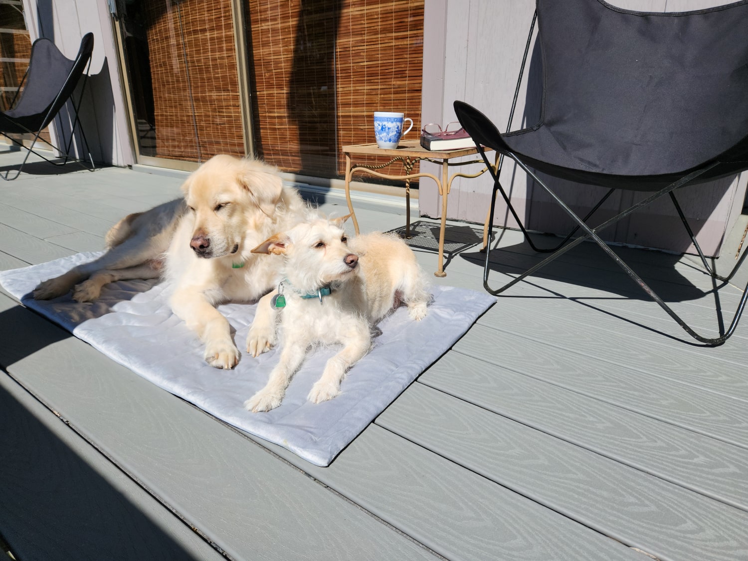 Zonli Pet Cooling Mat - dogs lying on the product outdoor