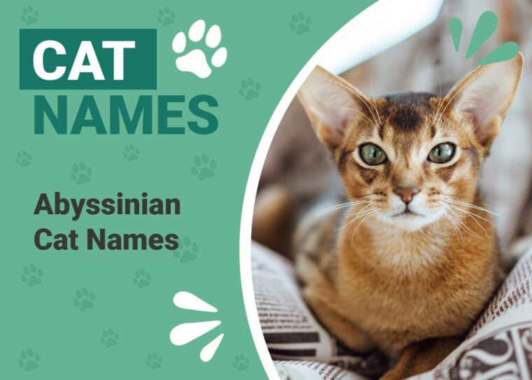Names for Abyssinian Cats