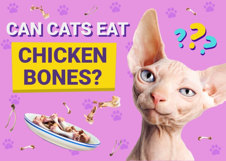 Can Cats Eat Chicken Bones Safely