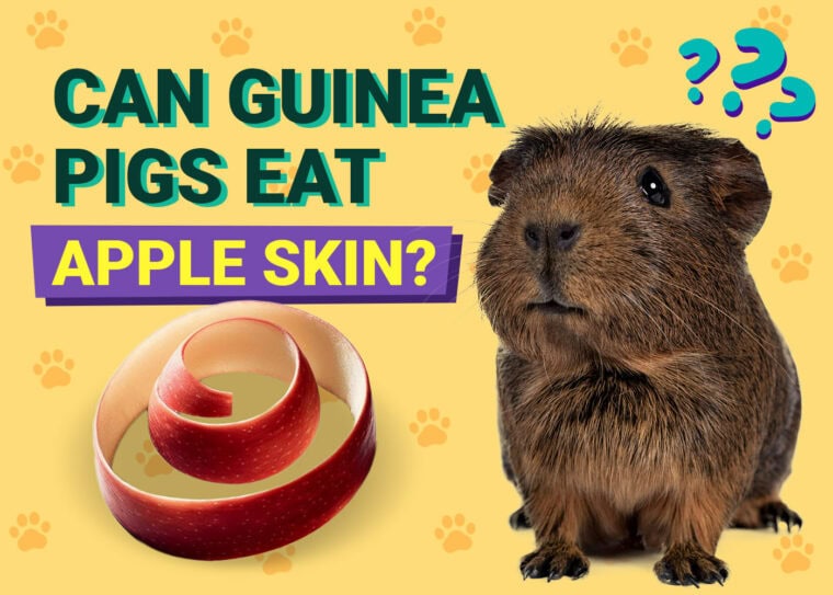 Can Guinea Pigs Eat Apple Skin