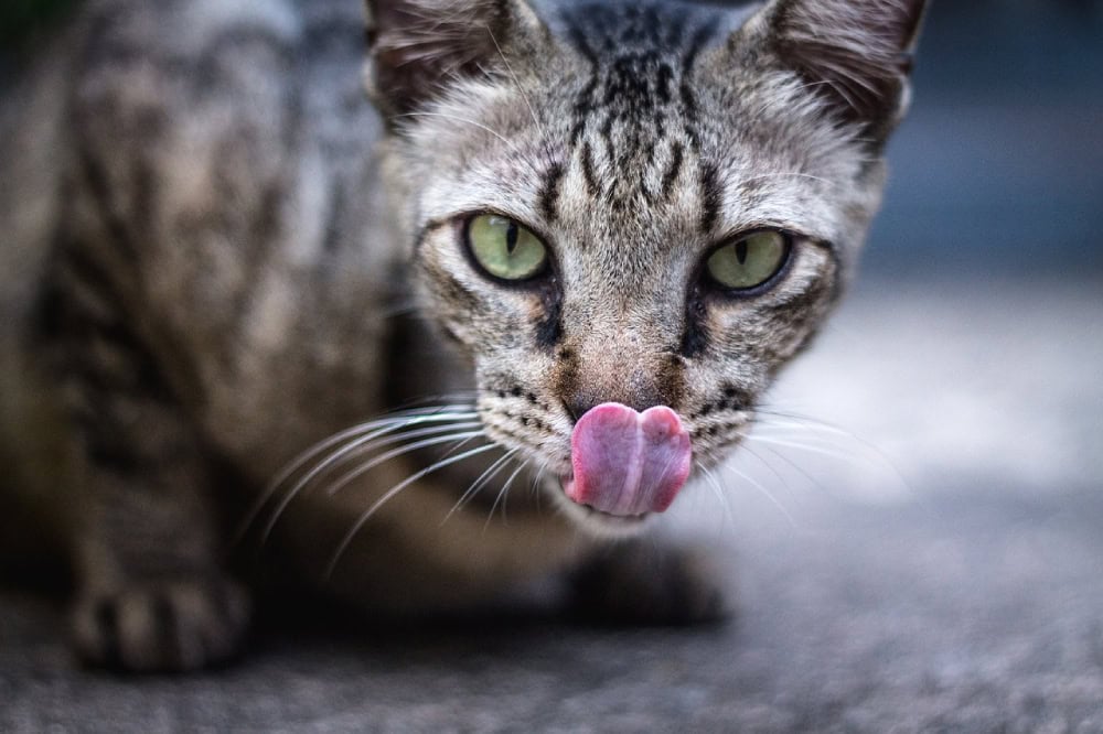 tabby cat licking its lips