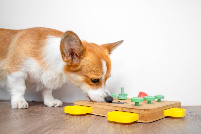 Corgi-dog-bent-over-interactive-educational-puzzle-toy