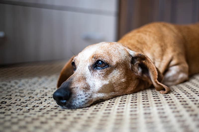 sick-old-dachshund-dog-lying-on-the-floor